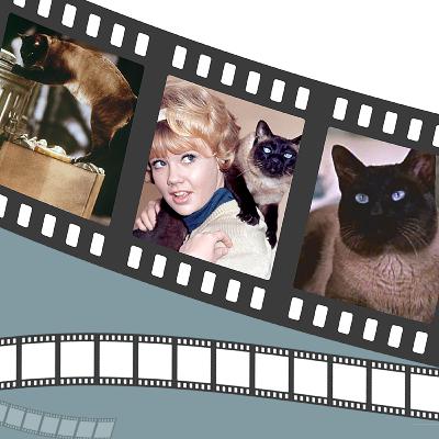 That Darn Cat - Big Balls, Big Personality, Darn Cute