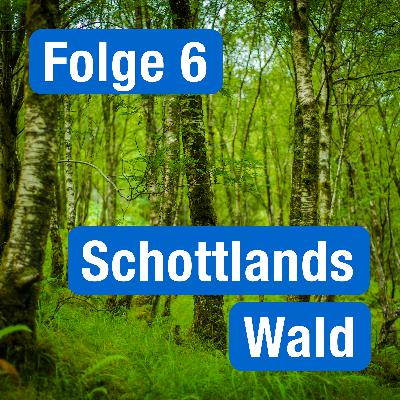 MSC006 – Schottlands Wald