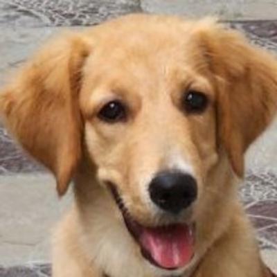 Wonder Pets - Chapter 21 - Wonder Town