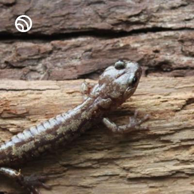 Salamanders are the most unlikely aviators #salamander #wildlife #nature