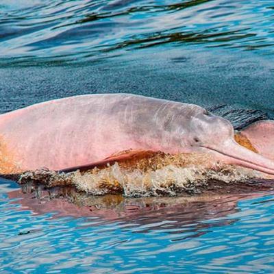 Destination Peru: Visit some of the most astonishing flora and fauna in the world