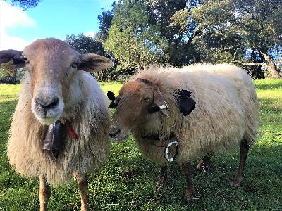 Shepherding schools and reviving rural futures
