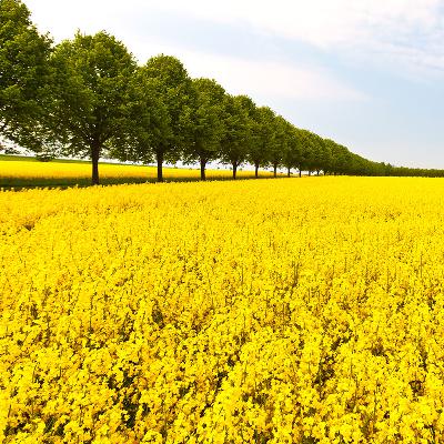 Sveriges Provance- Österlen