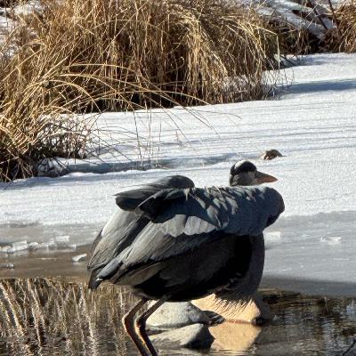 Mostly Good Environmental News #5 Mostly Good Environmental News #5