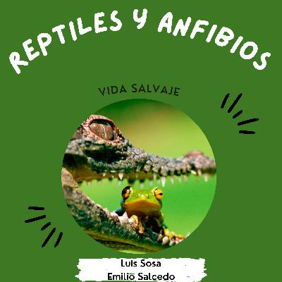 Vida salvaje Anfibios y reptiles
