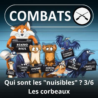 S05E73 Les "nuisibles" 3/6 : Corneille noire et corbeaux freux (Frédéric Jiguet)