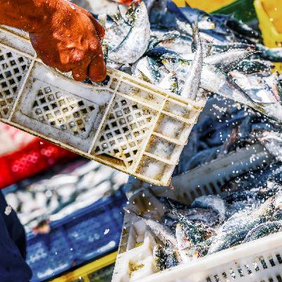 Assises 2025 de la pêche et des produits de la mer : comment rendre la pêche au casier plus attractive