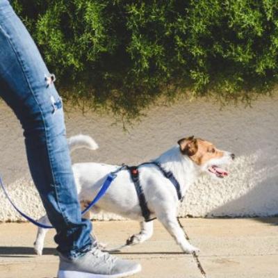 GENTILEZA AO PASSEAR E AO ENCONTRAR COM CÃES NO PASSEIO