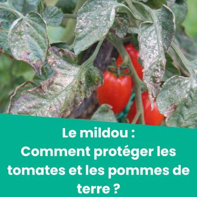 Le mildou : que faire pour protéger les tomates et les pommes de terre ?