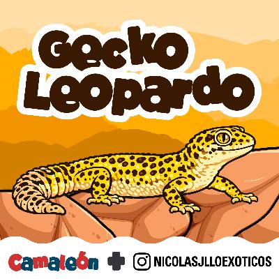 Gecko Leopardo: el reptil terrestre que sí puede parpadear Gecko Leopardo: el reptil terrestre que sí puede parpadear