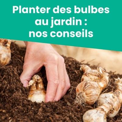 Planter des bulbes : nos conseils pratiques et utiles !