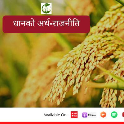 धानकाे अर्थ-राजनीति | | Krishi Seophero | | S02 Ep 33