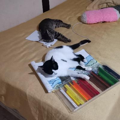 Prejuicios acerca de ser a cat person
