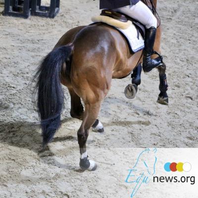 EQUTALK 18: "Het opleiden van paarden is ongelooflijk duur geworden..." EQUTALK 18: "Het opleiden van paarden is ongelooflijk duur geworden..."