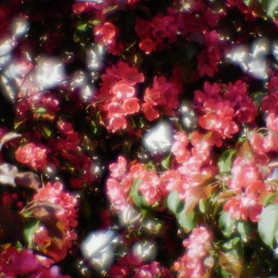 Blossom End Rot Explained: Causes, Prevention, and Solutions