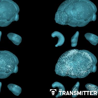 Engrams in amygdala lean on astrocytes to solidify memories Engrams in amygdala lean on astrocytes to solidify memories