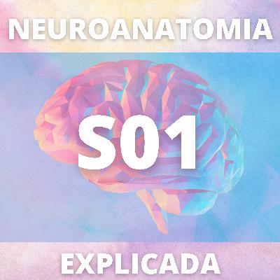 Embriologia do Sistema Nervoso