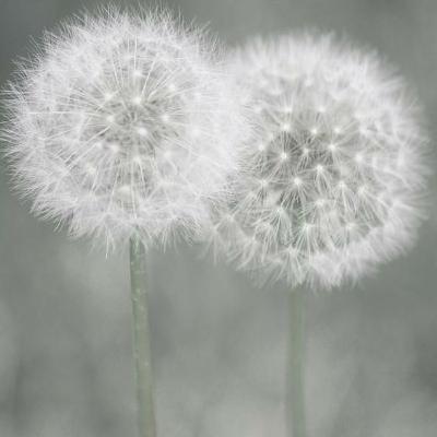 Dandelions