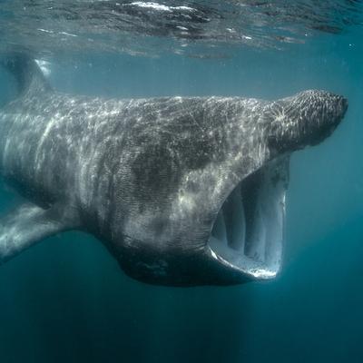 The Basking Shark Conference
