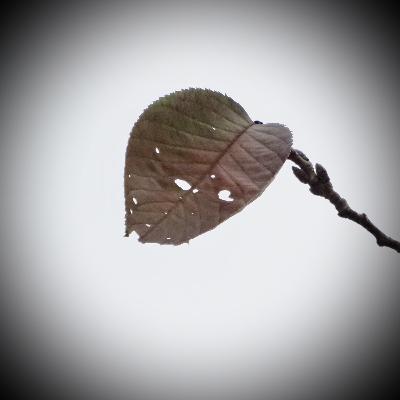 オー・ヘンリー「最後の一枚の葉」