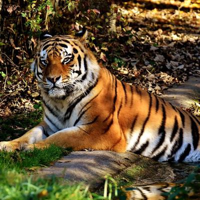Experience an Incredibly Close Encounter With Rare Animals.