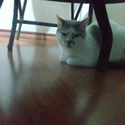 o gato que teve dois nomes o gato que teve dois nomes