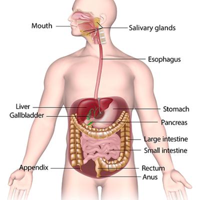 Esophagus and Stomach