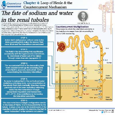 Chapter Four: The Loop of Henle and Counter Current Exchange