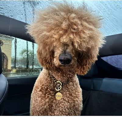 A Poodle's Perspective