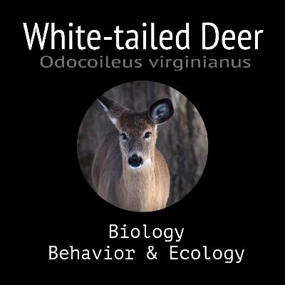 White-tailed Deer - Biology, Behavior and Ecology