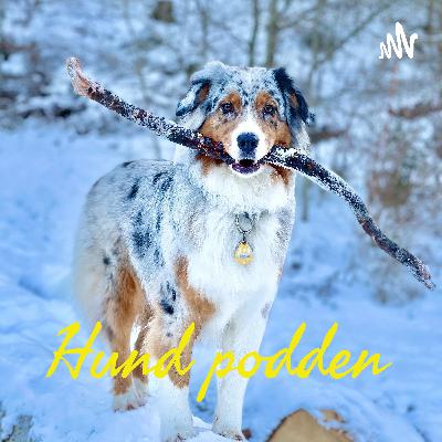 Idag pratar jag om olika hundar och valpar