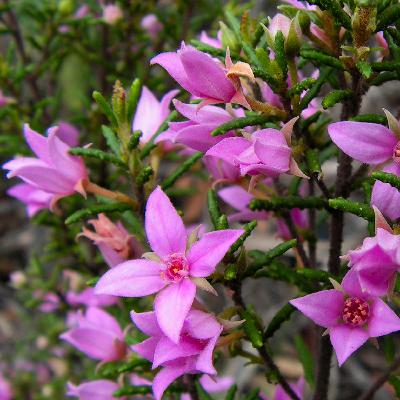 E23 - Gums and roses