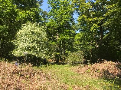 Nature Tripping Episode 21 - The New Forest