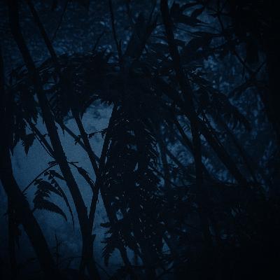 樹林小屋・黎明前的蟲鳴鳥叫和壁虎聲