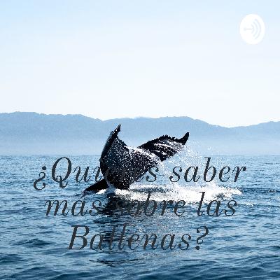 Conoce más sobre las Ballenas