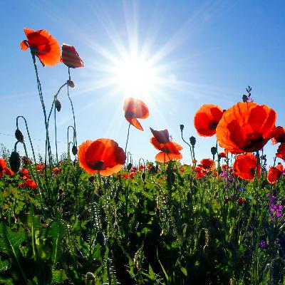 Síndrome de las Amapolas Altas - Síndrome de Exposición