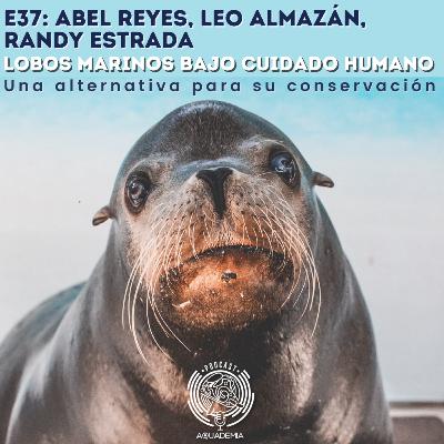 E37: Abel Reyes, Leo Almazán, Randy Estrada. Lobos marinos bajo cuidado humano: Una alternativa para su conservación E37: Abel Reyes, Leo Almazán, Randy Estrada. Lobos marinos bajo cuidado humano: Una alternativa para su conservación