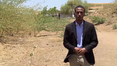 الاقتصاد والناس-المسكيت.. شجرة تهدد الماء والزراعة بالسودان الاقتصاد والناس-المسكيت.. شجرة تهدد الماء والزراعة بالسودان