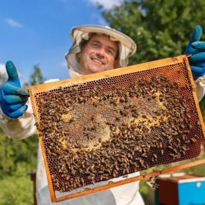 Importancia de la apicultura