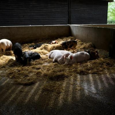 La importancia del confort ambiental en la rentabilidad y la eficiencia del cerdo