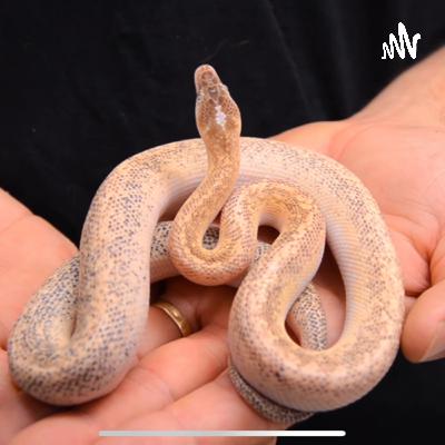 3 Reasons To Purchase A Snake 3 Reasons To Purchase A Snake