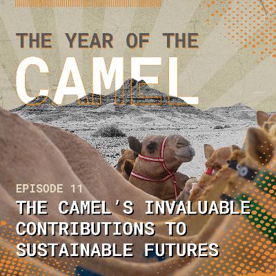 The Year of the Camel: The camel—key to a sustainable future