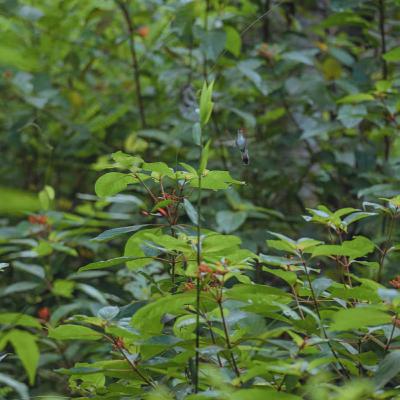 Úrsula Kroeber Le Guin. Un bosque de memoria para trascender el colonialismo Úrsula Kroeber Le Guin. Un bosque de memoria para trascender el colonialismo