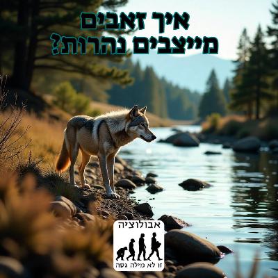 #52 איך זאבים מייצבים נהרות