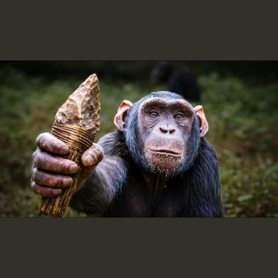 Chimpanzees Have Entered The Stone Age
