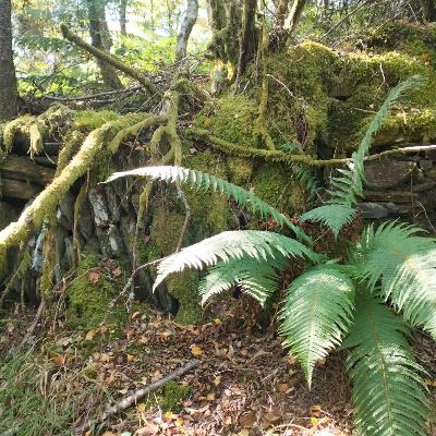 El bosque habitado - Renacer - 31/08/25