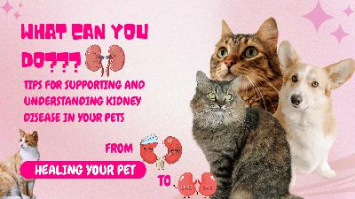 Dog | Cat| Pet Nutrition |The Answers to your Pet's Kidney Disease: What you can do to help! Dog | Cat| Pet Nutrition |The Answers to your Pet's Kidney Disease: What you can do to help!