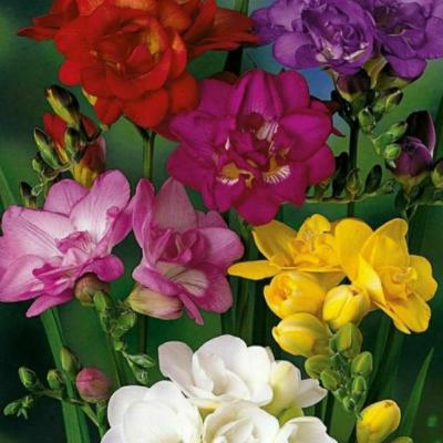 ch-2 biological classification of class 11th by priyanka tandon(annex future academy) ch-2 biological classification of class 11th by priyanka tandon(annex future academy)