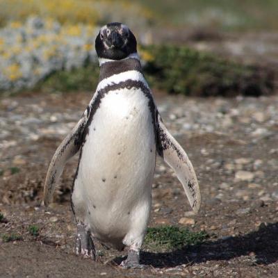 The Most Endangered Penguins