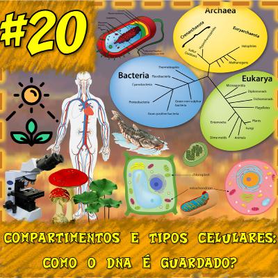 T1#20 Compartimentos e tipos celulares T1#20 Compartimentos e tipos celulares